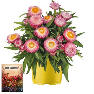 Afbeelding van Ms P12 Bracteantha pink